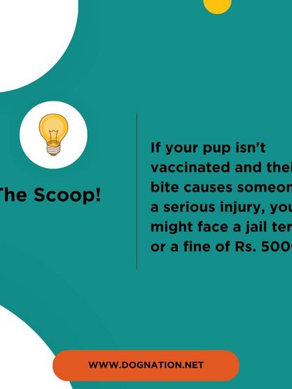 DogNation - Dog Training & Behavior Dog Care & Wellness Guides photo 26