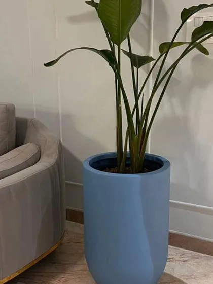 For this minimalist living room, I selected a graceful Bird of Paradise. Its upright leaves add height without clutter, and the matte blue planter provides a subtle contrast to the soft grey furniture.
