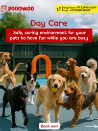 Pet Boarding & Daycare