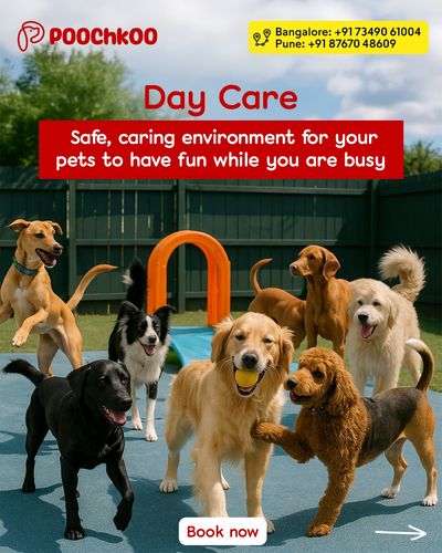 Pet Boarding & Daycare