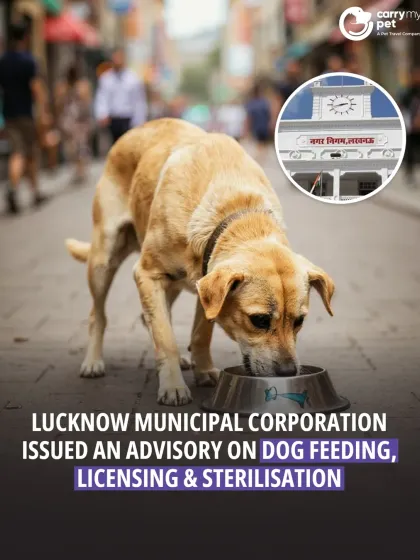 CarryMyPet - Pet Travel & Parenting Consultation Animal Welfare & Advocacy photo 8