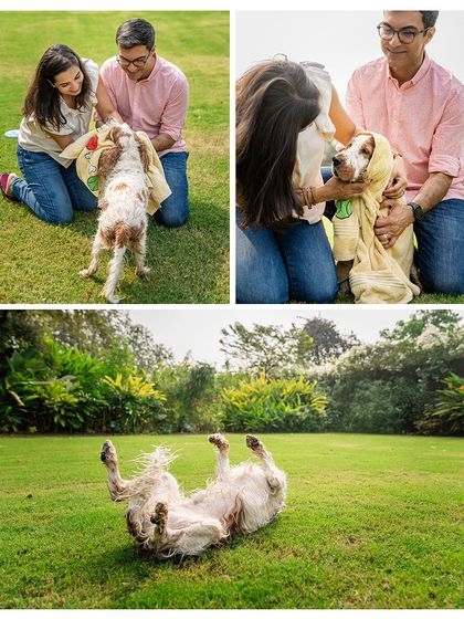 A collage of pure fun from Chase's outdoor shoot. From post-swim towel drying to rolling happily in the grass, these photos capture the joy of a dog just being a dog.