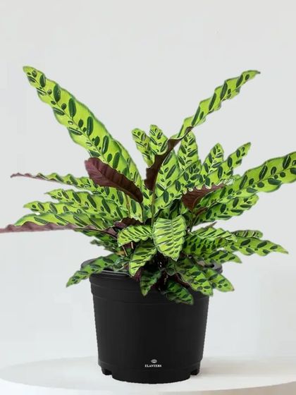 Our Plant Catalogue photo 12