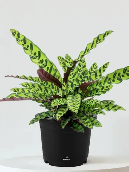 The Rattlesnake Plant (Calathea lancifolia) has long, wavy leaves with a distinctive pattern, adding a touch of the exotic to your plant collection.