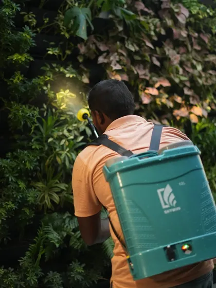 A closer look at the maintenance of a green wall. We use targeted treatments to care for the diverse plants in these vertical systems, ensuring each one gets the attention it needs to thrive.