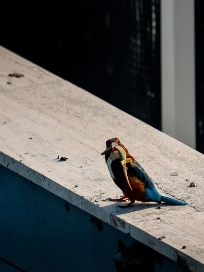 A moment of rest for the kingfisher before it finishes its meal.
