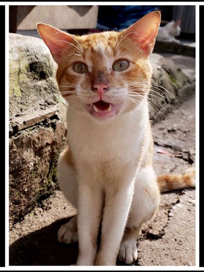 Manya Upadhyay - Travel & Documentary Photography Wildlife Encounters photo 29