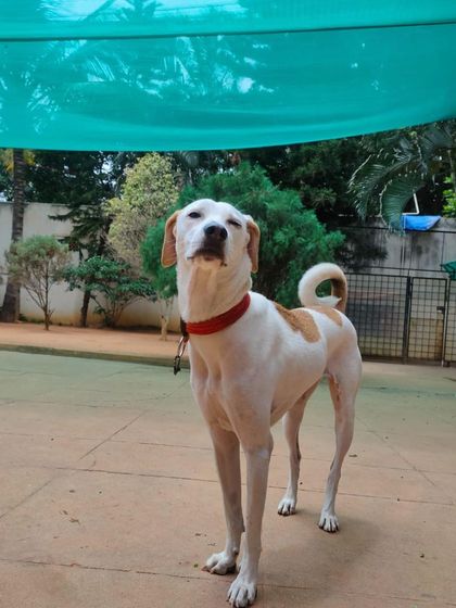 Stay - Dog Daycare Happy Faces of Stay photo 40