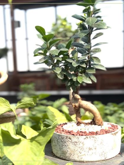 A closer look at a beautiful bonsai I styled for a client's space. The intricate form of the tree is highlighted by a simple, textured pot. My bonsai collection includes a variety of trees, perfect for anyone looking to add a touch of zen to their home or office.