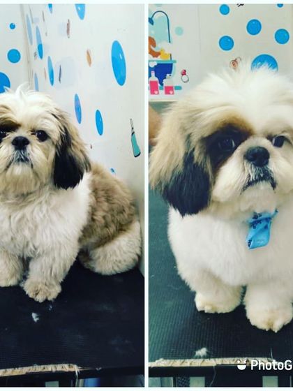 A simple trim and tidy-up for this Shih Tzu resulted in a much neater and more comfortable look.