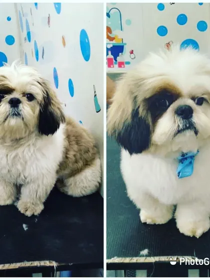 A simple trim and tidy-up for this Shih Tzu resulted in a much neater and more comfortable look.