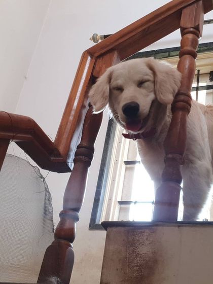 The Urban Dawg - In-Home Dog Boarding Home Comforts: No Cages, Just Cuddles photo 23