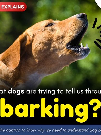 A dog's bark can mean many things, from an alert to a playful invitation. I break down the different types of barks so you can better understand what your dog is trying to communicate.