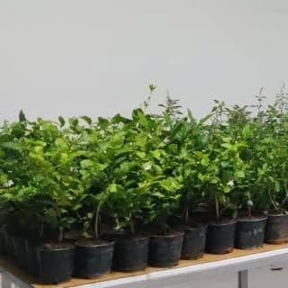 Additional Services & Bulk Orders photo 5