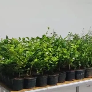 A batch of saplings in nursery pots, lined up on a table as part of the preparation for a large-scale plant giveaway.