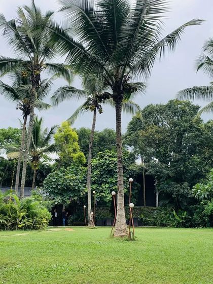 Our green lawn is dotted with majestic palm trees, creating a picturesque landscape for events, relaxation, or a simple stroll.