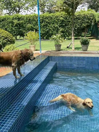 A beautiful shot of two Golden Retrievers enjoying the pool area, one in the water and one on the edge.