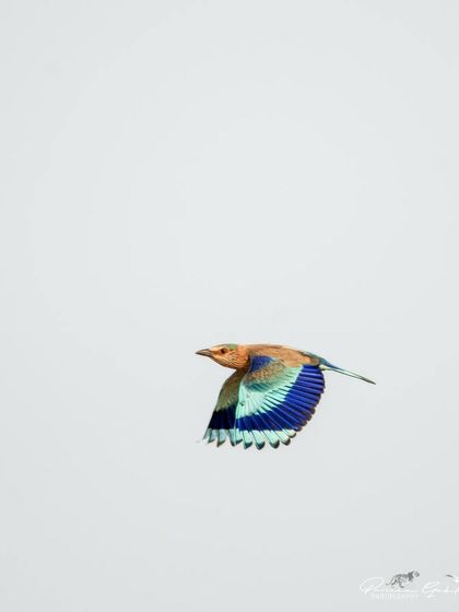 Another flight shot of the Indian Roller, capturing a different wing position.