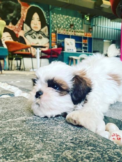 This is a throwback to when our boy Tofu was just a tiny fluffball. It's amazing to see them grow up with us at the cafe.