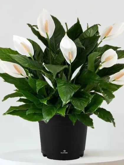 The Peace Lily is not only beautiful with its white flowers but is also one of NASA's top-rated plants for air purification. It's an excellent choice for bedrooms and living rooms.