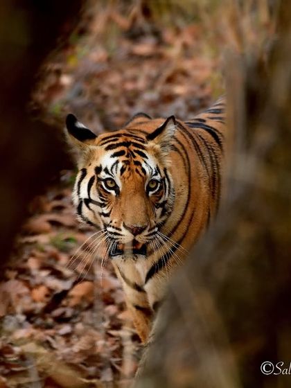 Big Cat Chronicles photo 8