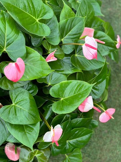 Anthuriums, with their glossy, heart-shaped spathes, are all heart. This pink variety is a beautiful representation of love and hospitality.