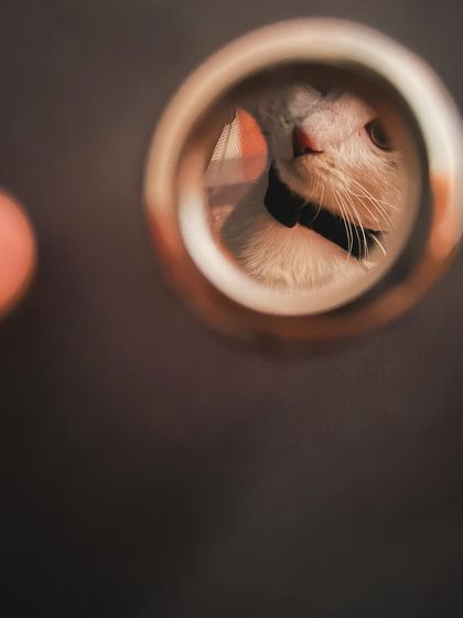 A creative peek-a-boo shot of a curious cat. I love finding fun ways to capture your pet's personality in the photos I send you.