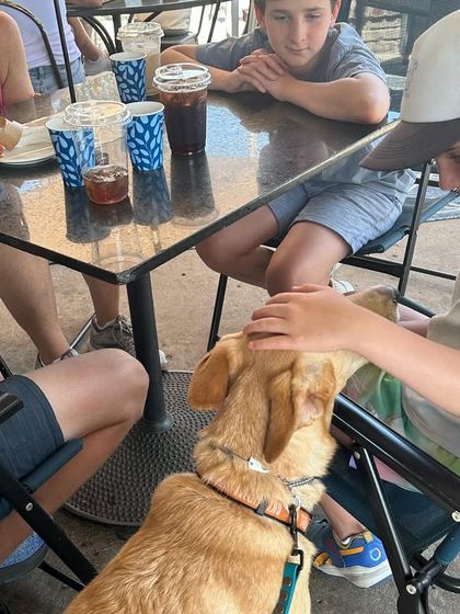 Tulsa Dog Trainer - Pack Walks The Goal: Calm and Confident Dogs photo 5