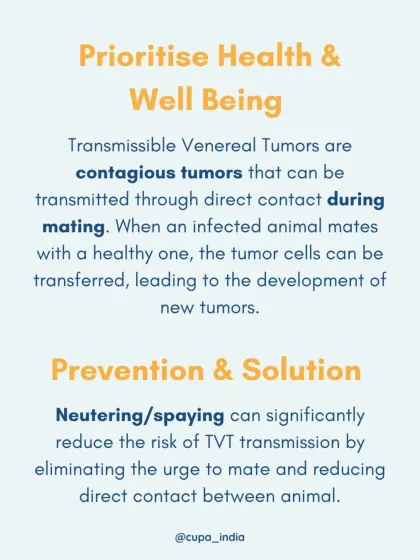 Cupa - Spay/Neuter & Animal Birth Control Our Dog Sterilization Program photo 13