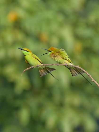 A pair of Green Bee-eaters on a branch. One seems to be chattering away while the other listens, a common and amusing sight.