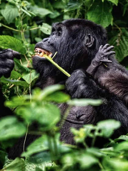 A mountain gorilla mother holds her infant close while feeding in Bwindi. The complete dependence of the infant and the gentle care of the mother is a universal story that I am honored to tell.