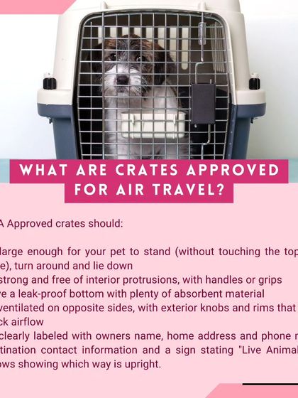 Global Pet Cab - Domestic Pet Relocation Your Pet Travel Questions, Answered photo 23