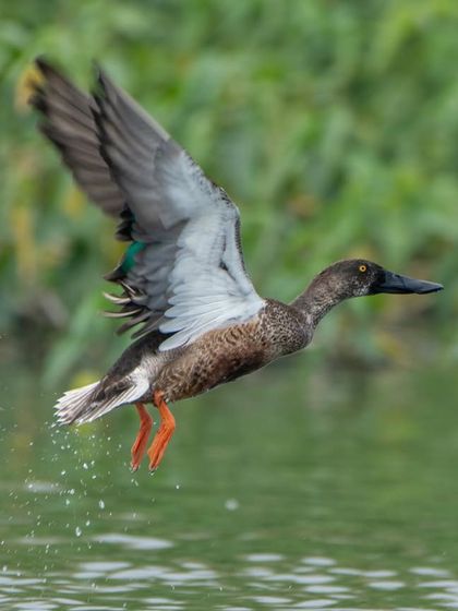 A Northern Shoveler taking off from the water, with droplets splashing around it. Freezing this motion with a fast shutter speed is a key technique we practice.