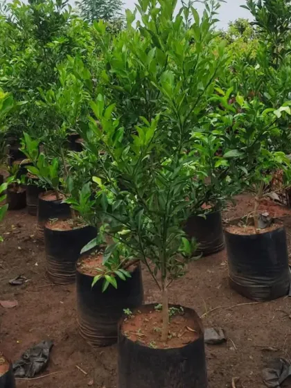 A healthy lemon tree sapling, ready to be planted. Enjoy the convenience of growing your own fresh lemons at home.