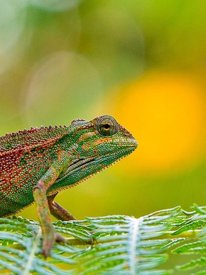 The Smaller Kingdom: Reptiles, Amphibians, and Invertebrates photo 22