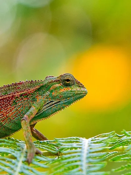 A chameleon against a soft, beautiful background bokeh in Uganda. The play of color and light helps to frame the subject and create a pleasing, artistic composition.