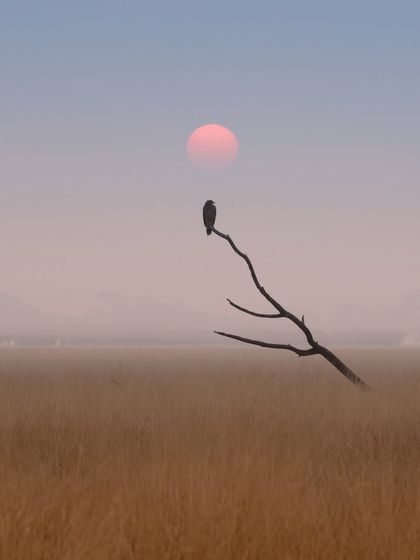 A wider version of the sunset silhouette at Taal Chhapar. This shot emphasizes the vast, open landscape and the solitude of the bird.