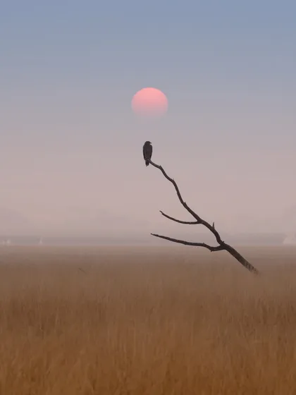 A wider version of the sunset silhouette at Taal Chhapar. This shot emphasizes the vast, open landscape and the solitude of the bird.