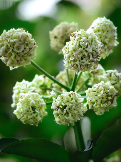 Zahid Moledina - Photography The World Up Close: Nature & Macro photo 26