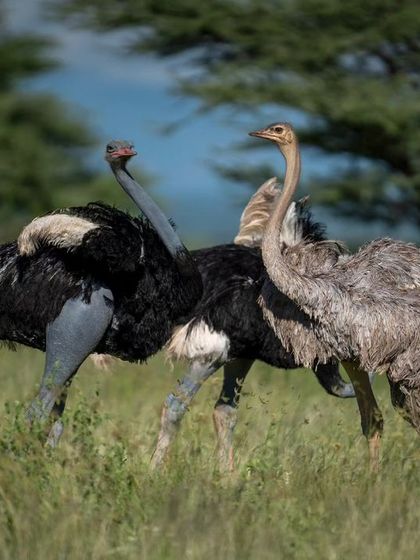 A pair of Somali ostriches during a courtship display.