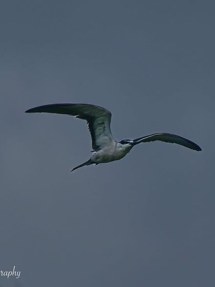 Avian Wonders: A World of Wings photo 72