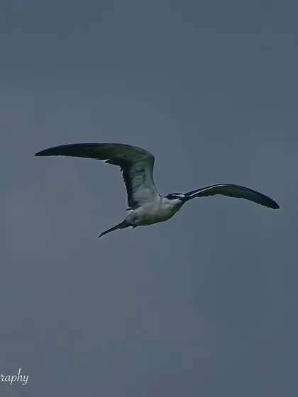 A classic "bird in flight" shot of the Bridled Tern. These photos require tracking the bird's movement and capturing it at the perfect moment.
