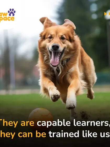 A happy, active dog is a well-trained dog. We believe that dogs are incredibly capable learners, and our training methods use positive reinforcement to make learning fun and effective, just like this golden retriever joyfully chasing a ball.