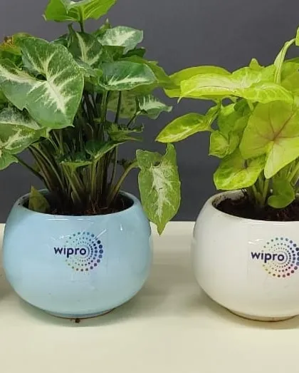 A set of corporate gifts for Wipro, featuring Syngonium plants in pastel blue and white ceramic pots. The clean design and prominent logo make for an elegant and professional gift.