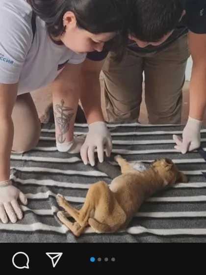 Our work is strengthened by incredible partners. Here, vets from Project DOBRO are performing life saving surgeries and consultations at our boarding facility. These collaborations allow us to provide specialized medical care like tumor removals and hernia operations.
