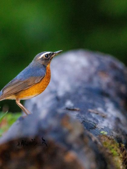 The Indian Blue Robin is a migratory bird that breeds in the Himalayas. This one is seen during its wintering period in the peninsula.