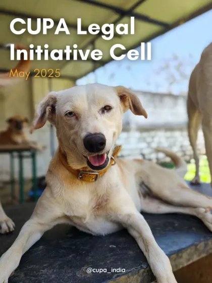 Cupa - Animal Cruelty Legal Aid & Advocacy Our Legal Fight for Animals photo 10