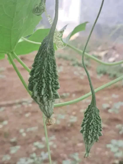 Bhardwaj - Urban Gardening Consultation Grow Your Own Organic Vegetables photo 23