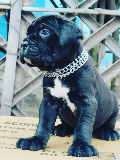 This is a prime example of a Cane Corso puppy I raised. Notice the strong structure, alert expression, and healthy coat. I focus on producing dogs that are excellent representations of their breed.