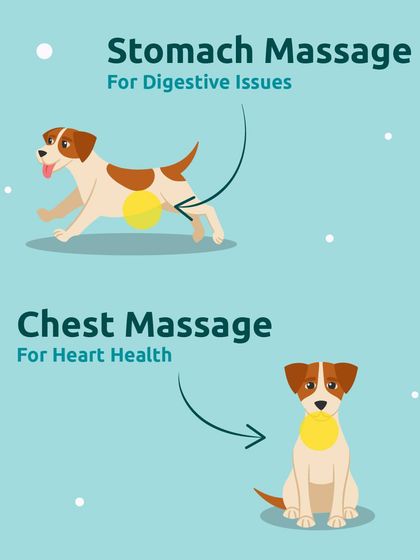 A gentle stomach massage can aid with digestive issues, while a chest massage is good for circulation and heart health. These are simple ways to show you care.